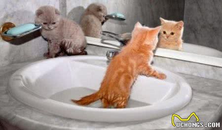 猫究竟怕不怕水?