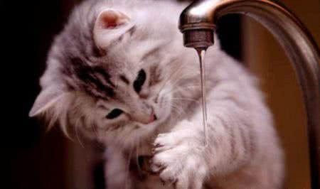 猫究竟怕不怕水?