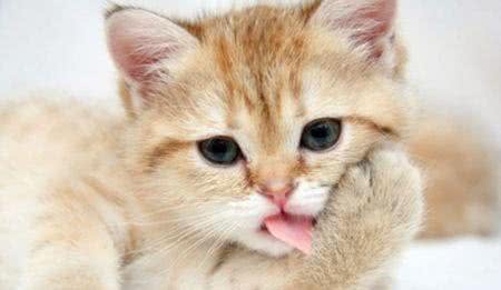 猫究竟怕不怕水?