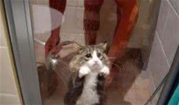 猫究竟怕不怕水?