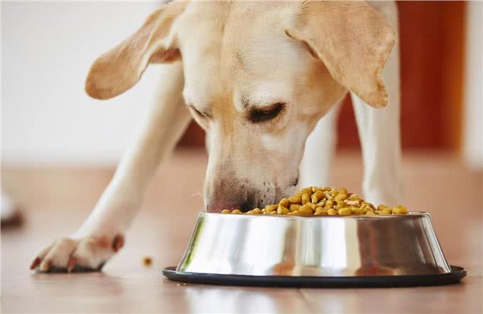 在狗狗眼里，这9种食物比主人还讨喜