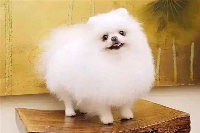 宠物小百科—博美