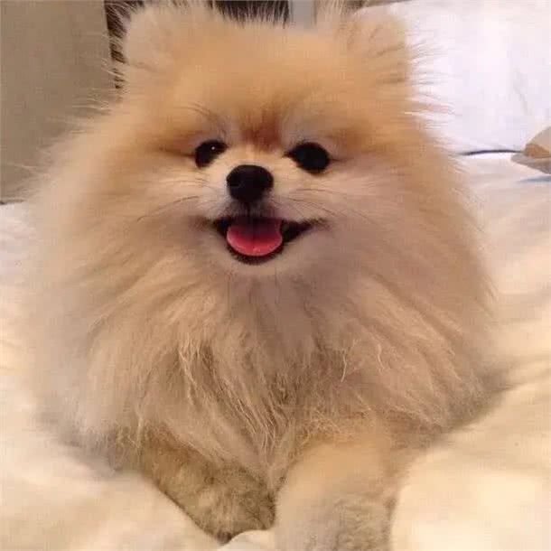 宠物小百科—博美