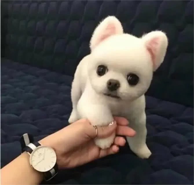 宠物小百科—博美