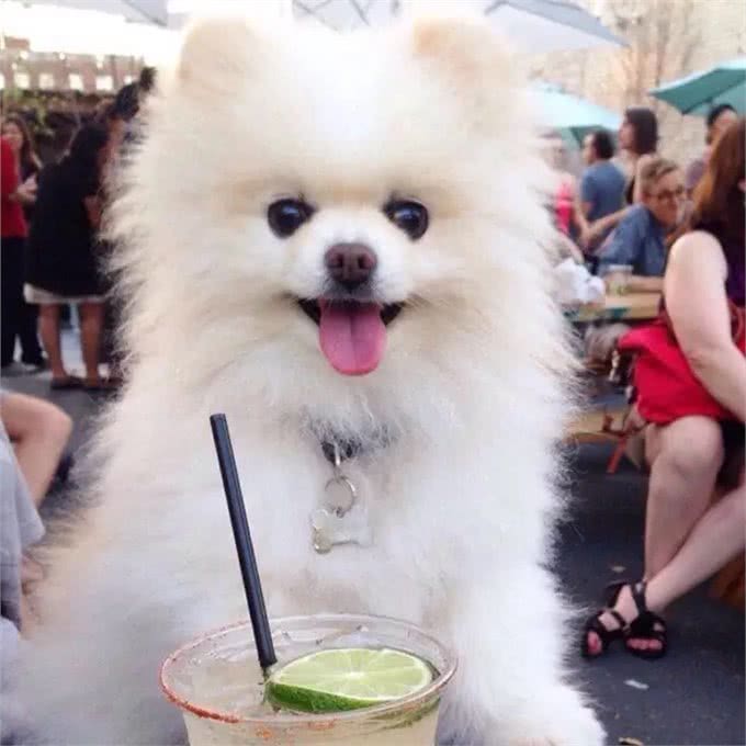宠物小百科—博美