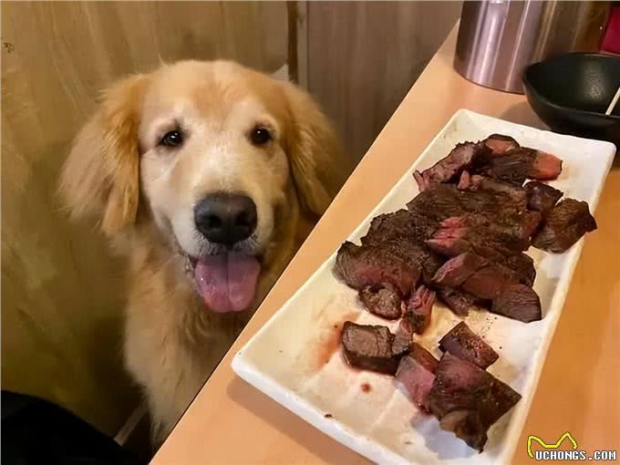 这几种食物，是狗狗最爱吃的人间美食，你还不知道?