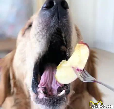 这几种食物，是狗狗最爱吃的人间美食，你还不知道?