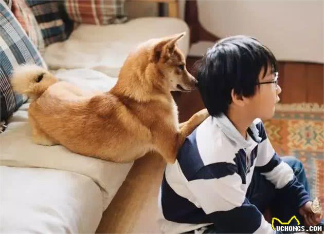 狗狗真的会看电视吗?不一定哦,可能是这些原因