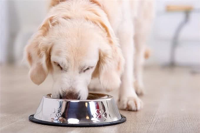 给狗狗喂食挂面，需要注意的4大要点!