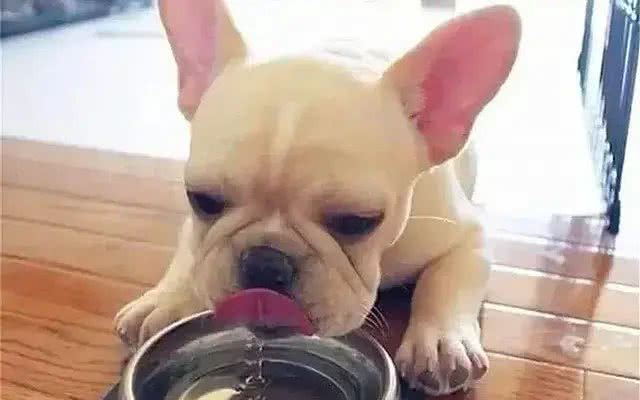 狗狗生病遭罪还花钱，做好这六点，让病魔远离它!