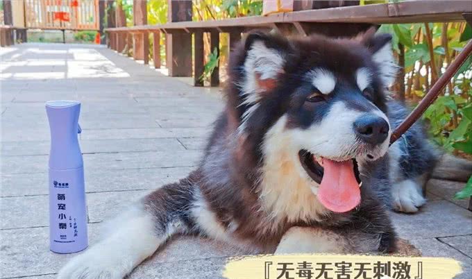 怎么养好宠物?养狗需要注意的地方有哪些?