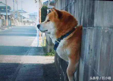 5个狗狗的小秘密,让你更懂你家毛孩子,只有30%的狗主才知道