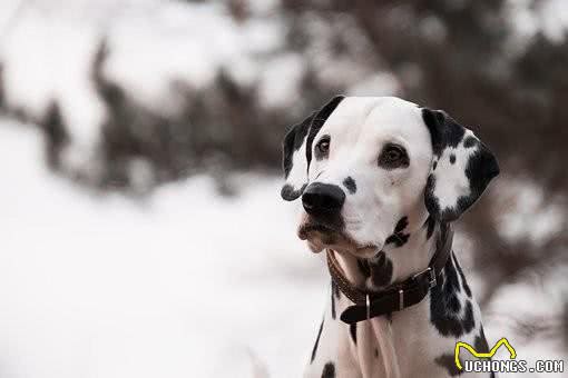 斑点狗为什么那么少见?