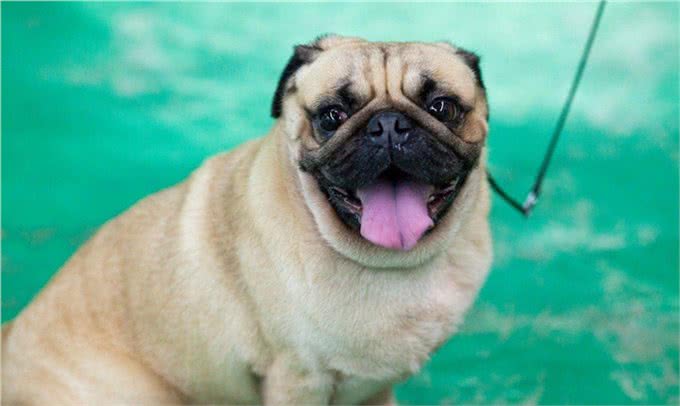 你适合养巴哥犬吗?能接受它的这些特点才能算合格的铲屎官