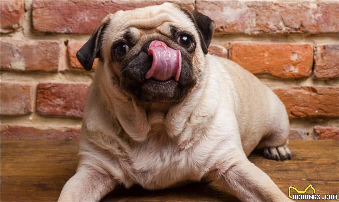 你适合养巴哥犬吗?能接受它的这些特点才能算合格的铲屎官