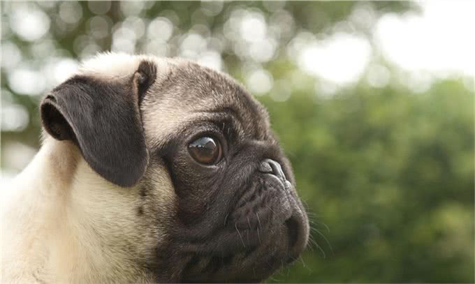 你适合养巴哥犬吗?能接受它的这些特点才能算合格的铲屎官