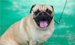 你适合养巴哥犬吗?能接受它的这些特点才能算合格的铲屎官