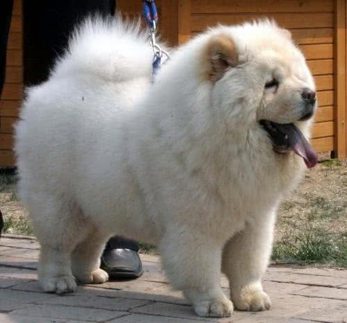 如何挑选健康标准的松狮犬