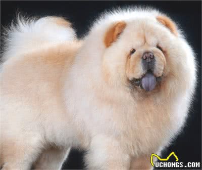 如何挑选健康标准的松狮犬