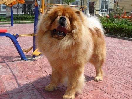 如何挑选健康标准的松狮犬