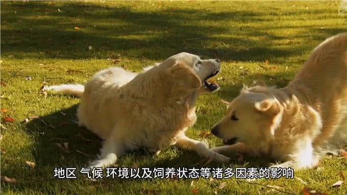 养宠物狗-小犬何时性成熟—新手养狗