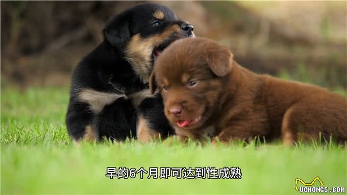 养宠物狗-小犬何时性成熟—新手养狗