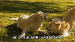 养宠物狗-小犬何时性成熟—新手养狗