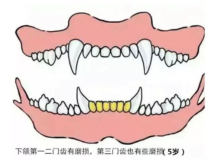 想知道狗狗今年几岁了?可以看这5个地方