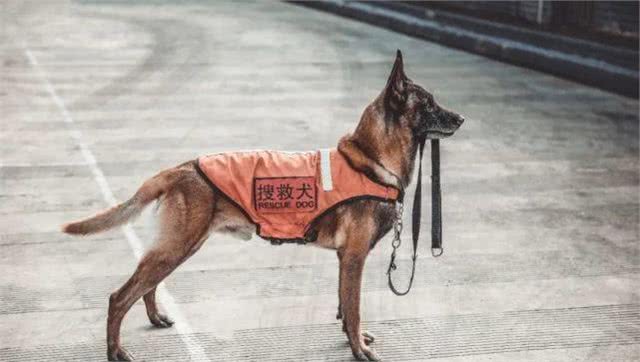 猛男+猛狗，丽江最帅组合!不服来辩