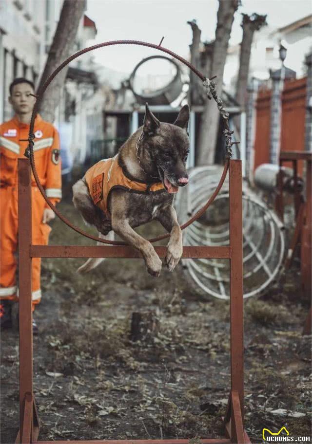 猛男+猛狗，丽江最帅组合!不服来辩
