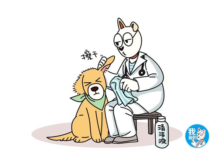 辟谣:狗狗患耳血肿，外力刺激是主要原因?清洁不到位才是关键