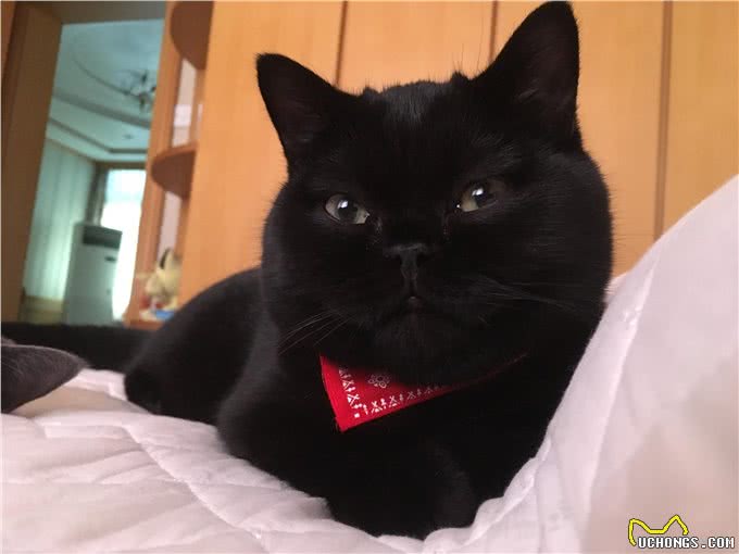 十大长寿猫品种精选，请速查验贵府爱宠是否名列其中?