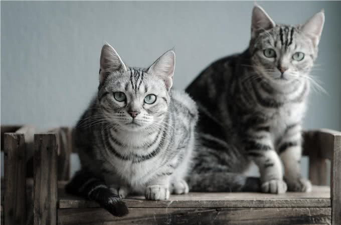 十大长寿猫品种精选，请速查验贵府爱宠是否名列其中?
