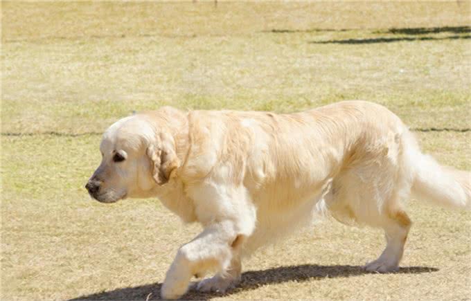 导盲犬是如何被训练的?请为它们大开方便之门