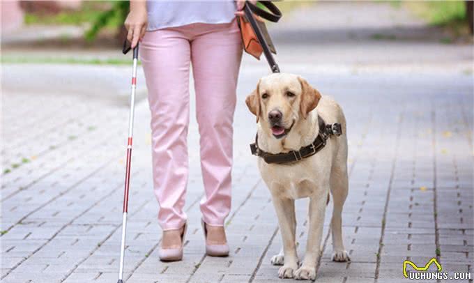 导盲犬是如何被训练的?请为它们大开方便之门