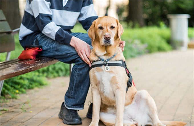导盲犬是如何被训练的?请为它们大开方便之门