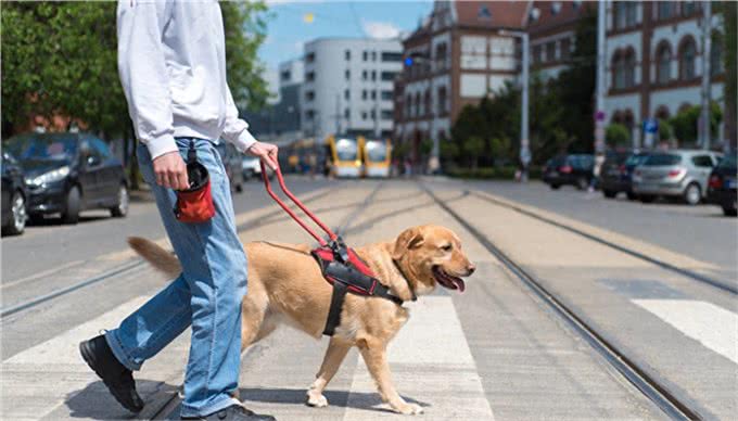 导盲犬是如何被训练的?请为它们大开方便之门
