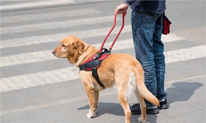 导盲犬是如何被训练的?请为它们大开方便之门