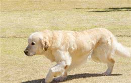 导盲犬是如何被训练的?请为它们大开方便之门