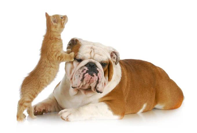 宠物犬、猫得了胃肠道肿瘤主人急!诊疗与预后的解决方法来了