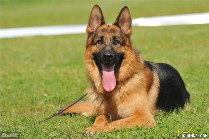 宠物犬、猫得了胃肠道肿瘤主人急!诊疗与预后的解决方法来了