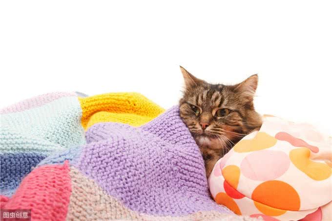 宠物犬、猫得了胃肠道肿瘤主人急!诊疗与预后的解决方法来了