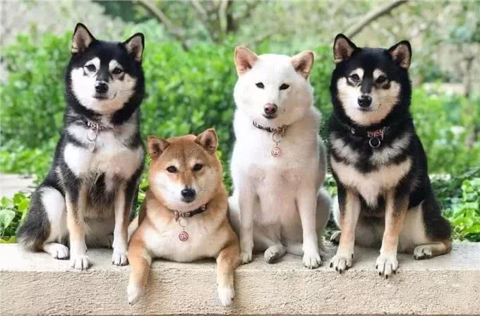 白色柴犬品种稀有，为何价格却很便宜，说好的物以稀为贵呢?