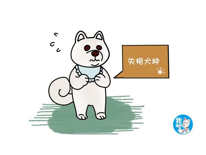 白色柴犬品种稀有，为何价格却很便宜，说好的物以稀为贵呢?