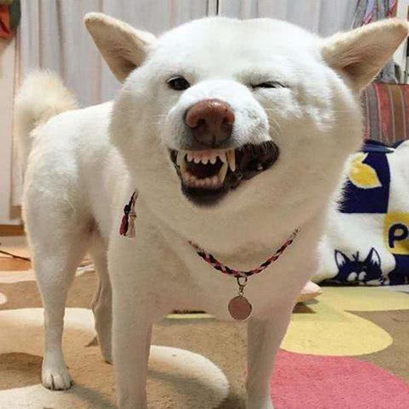白色柴犬品种稀有，为何价格却很便宜，说好的物以稀为贵呢?