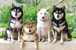 白色柴犬品种稀有，为何价格却很便宜，说好的物以稀为贵呢?