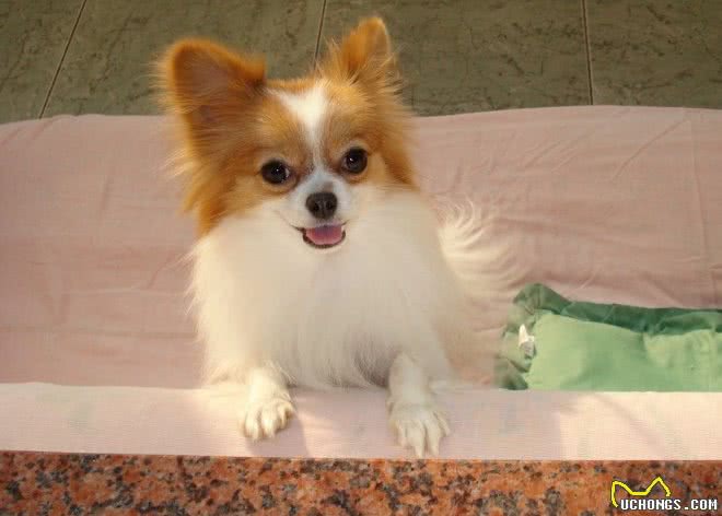冬天很冷，不要这样养蝴蝶犬，小心害了它