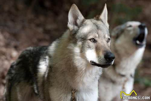世界名犬—捷克狼犬