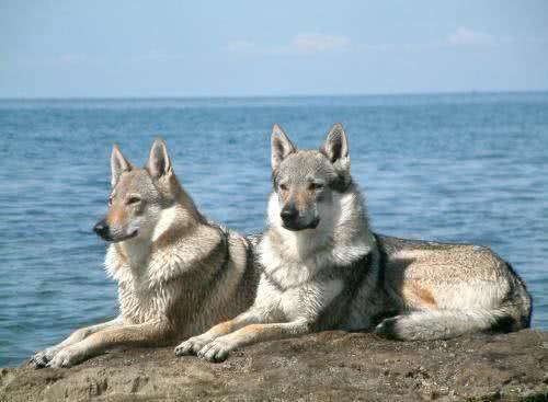 世界名犬—捷克狼犬
