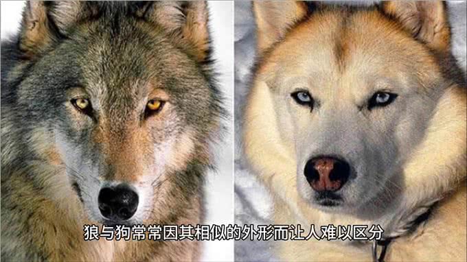 动物世界:狼与狗的区别